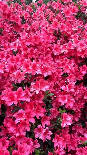 Color code:Neon Fuchsia শাড়িটার রঙ নকশা এবং most importantly এটার বুনন,একদম টপনচ!! পাট ভাঙ্গা নতুন বুননের শাড়ির ব্যাপারই আলাদা। | Begum Bahar