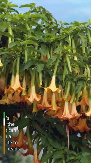 Pt. 2 of Killer Greenery - Angel's Trumpet