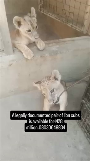 A legally documented pair of lion cubs is available for ₦28 million.08030648834 | K-F Agro Tech And Agro Service