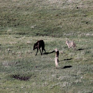 The Battle Of Wolves And Fierce Coyote - Beautiful Animals | Beautiful Animals