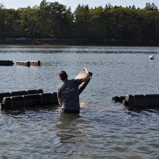 Maine Oyster Farm Tour - Coastal ME Oyster Farm Experience