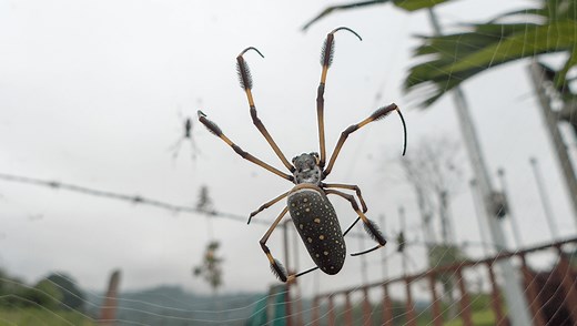 NASA Study Gave Illegal Drugs To Spiders And Watched What Happened To Their Webs