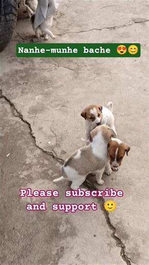 #viral #comedy #puppy #dog #cuteanimals #lifeofanimals #funny #winter