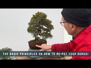 The Basic Principles On How To Repot Your Bonsai