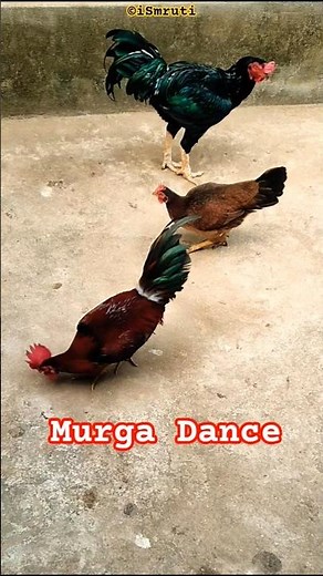 Murga Dance Video 🎊 Village Life 🥰 #murga #dance #village