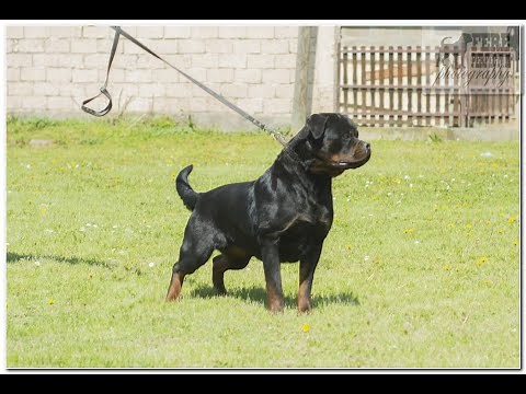 Rottweiler Female from Serbia showing beauty and working drive