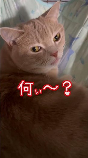 【寝起きドッキリ！】4回目に怒られました #寝起き #ネコ #しゃべる猫