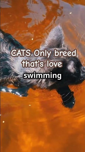 Mainecoons: The only Water Loving Cats!