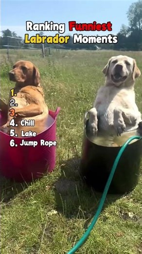 Ranking the funniest labrador moments! #funny #viral #dog #labrador #shorts