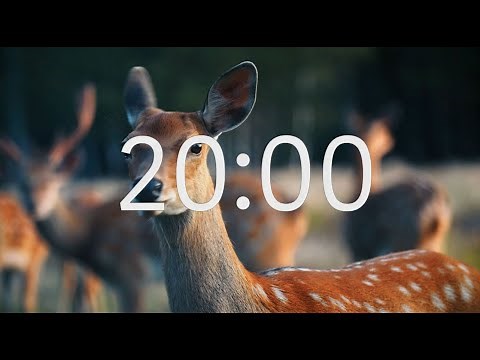 20 Minute Timer With Relaxing Music: Animal Theme