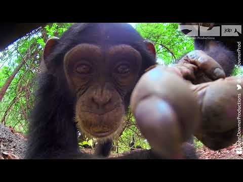 Robotic Spy Tortoise Makes Friends With Cheeky Chimps