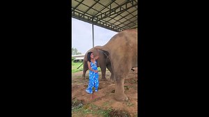 Woman plays weird game catching elephant's dung from its backside