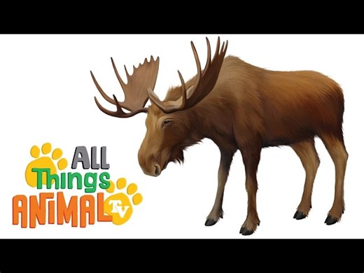 Let's Learn All About The Moose - A Gigantic Animal