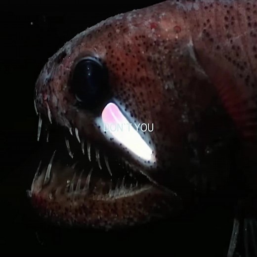Explore Deep Sea Creatures Through Captivating Edits