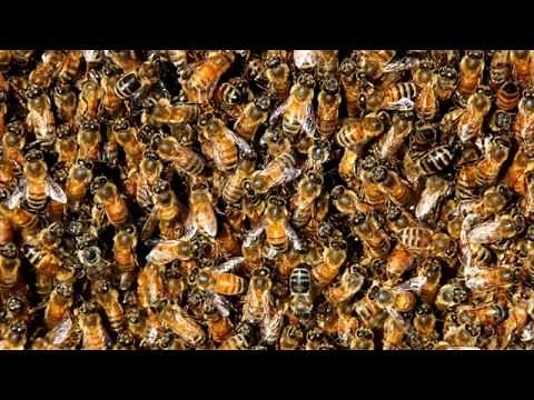 Bees for 12 Damn Hours