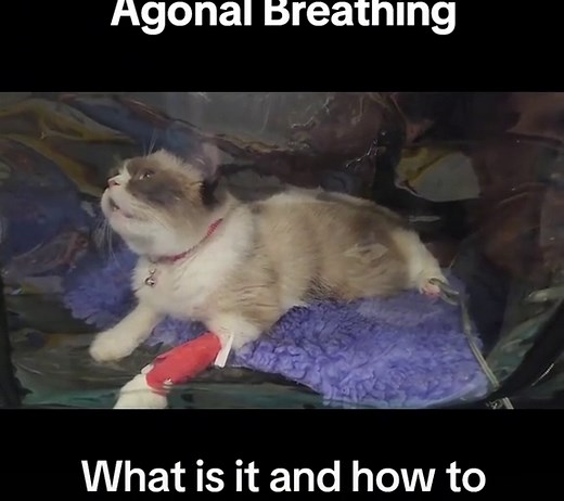 Understanding Agonal Breathing in Pets: Signs, Symptoms, and Treatment
