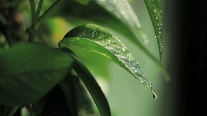 Rainy Morning, first shots with Canon T2i 550D