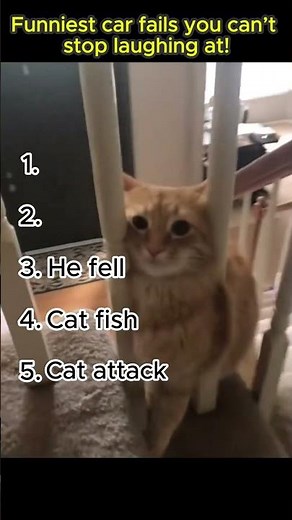 Funniest Cat Fails You Cant Stop Laughing At