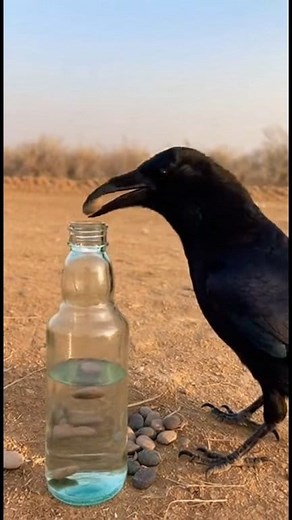 A thirsty crow finds a half-filled bottle and uses small stones to raise the water level—pure natural intelligence! 🐦‍⬛💧 No edits, no sound effects… just a real moment captured from a distance in a quiet, deserted place. Nature always surprises us. Watch how smart this crow truly is! 🪨✨ #CrowIntelligence #RealWildlifeVideo #SmartCrow #NatureWisdom #OriginalClip #NoFakeVideo #SurvivalSkills #WildlifeMoments #NatureDiscovery #TrendingReels #ViralVideo2025 #ExploreMore #AnimalIntelligence #Natur