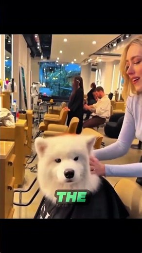 The Fluffiest New Client at the Hair Salon❤️‍🩹🐶 #shortvideo