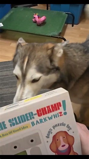 A Husky Brothers Blooper #huskyrescue #itsahuskything