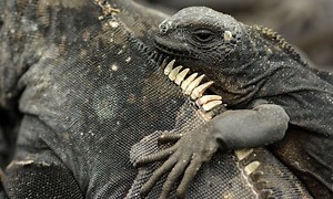 Les Galapagos - Les Galapagos | TF1+