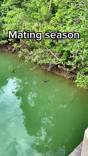 #monitorlizard #matingseason #mating #wildanimals #wild #look #ohhhlook #courtship #fyp