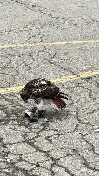 Red tail Hawk eating pigeon.