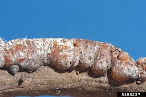 Kerria lacca - Alchetron, The Free Social Encyclopedia