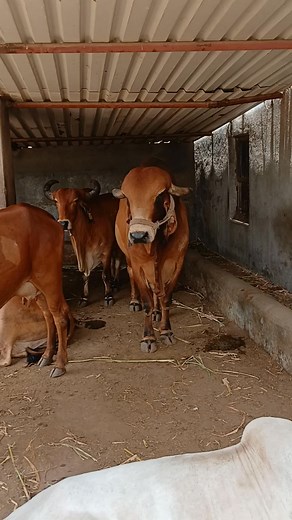 Gir bull | Gir Pride