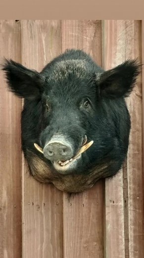 Jeremy Simpson (@jeremysimpson42)’s videos with i'm Peppa Pig - funny