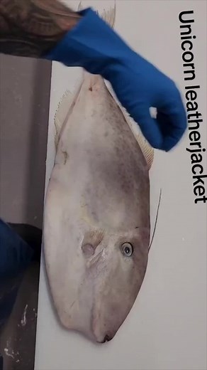 Learn how to Skin and Fillet a Unicorn Leatherjacket with Keefish!