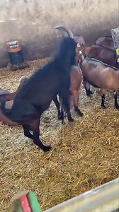 1.4M views · 4.5K reactions | LE MOMENT DE LA REPRODUCTION CHEZ LES CHÈVRES… Reproduction naturelle à la chèvrerie du GAEC Les Yguesses à Dompierre-les-Ormes (Haut Clunisois-Saône-et-Loire–France). Explications avec Benoit Renon. Images et interview : Jean-noel Deparis | La Place du Village | Facebook