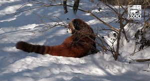 Frigid temps bring out the best in the red panda! You can see how their paws are completely covered in fur to keep them warm. | Cincinnati Zoo & Botanical Garden