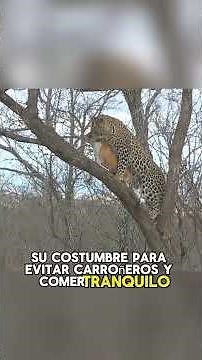 Can a smart dog win an Oscar#animals #Friendship #Us