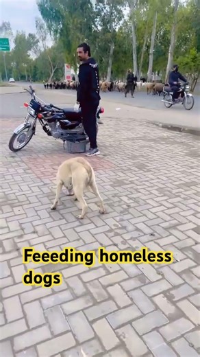 Feeding homeless dogs your like,share,comment can help to feed more homeless dogs #straydogs