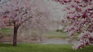 Flower, Falling Flowers, Falling Leaves. Free Stock Video