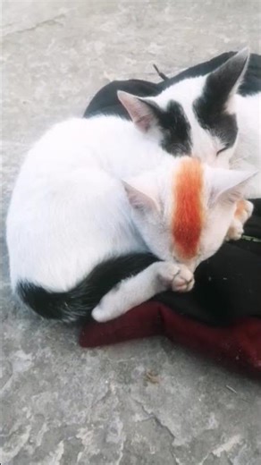 পরিচিতি যেমনই হোক না কেন ভেঙে পড়বেন না ঘুমিয়ে পড়বেন #imageprocess #framemaker #imagecompression