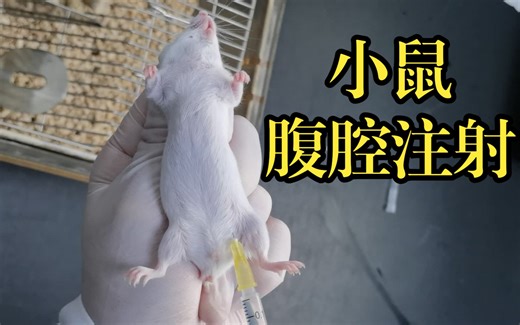 【小鼠腹腔注射】操作细节+注意事项，动物实验，生物医学日常