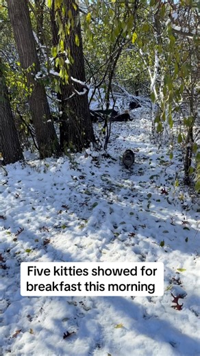 Monday at the colony | Cat Trap Fever of Ionia County- Michigan