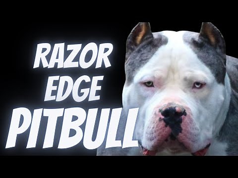 Razor Edge Pitbull
