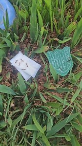 77K views · 887 reactions | What should we give them ants for their next meal #ANTS #army #evolution #comedy #nature | The Clueless 2 | Facebook