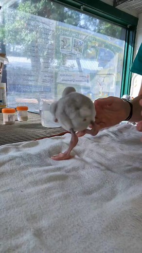 6K views · 144 reactions | Baby flamingo cuddle time! How cute is this! Dont forget to stop by and see the adorable baby flamingos! #flamingo #babyflamingo #adorable #babyanimals #zooworldpcb #pcbflorida | ZooWorld Panama City Beach | Facebook
