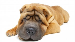 Chinese Shar-Pei Dog Breed: Pros & Cons
