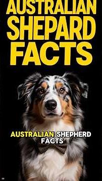 AUSTRALIAN SHEPARD FACTS 101 ✅ Top Aussie Dog Breed Fun Info & Training Care Tips You Need to Know!
