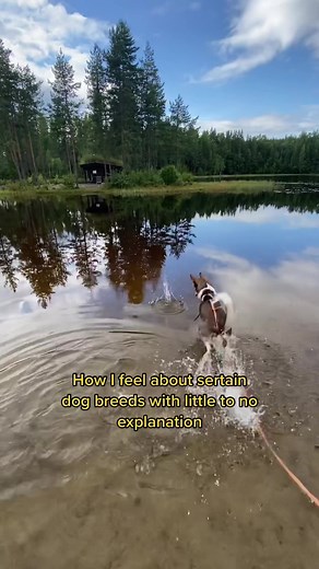 just my opinion 🥰 #husky #huskylife #dog #dogs #dogfur #dogtraining #dogmom #musher #sleddogs #pulling #agility #agilitytraining #workingdog #positivediscipline #alaska #mixedbaby #topvideo #norway #sweden #finland #denmark #europe #european #adventures #dogvideos #dogtrend #dogbreeds #dogbreedsoftiktok #unpopularopinion #doberman #labrador #dalmatian #bordercollie #gsd #frenchie #boxer #poodle #greatdane