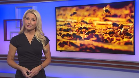 Caught on camera: Houston building implodes