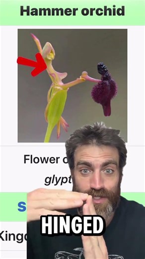 Hammer orchid from Southwestern Australia 🇦🇺 mating is out of this world