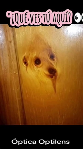 Pareidolia: por qué vemos caras donde no las hay
