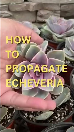 Here's how to propagate Echeveria step-by-step